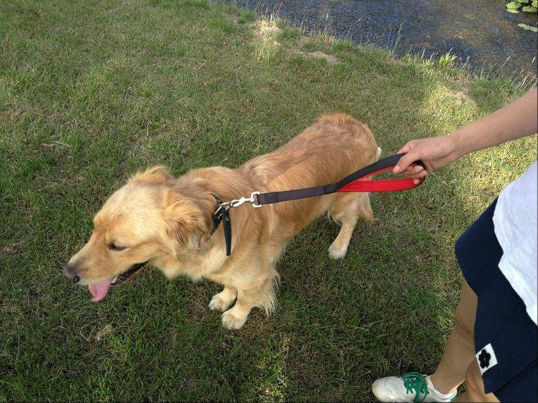 Collars with built-in ID tags: Safety, Style, and Peace of Mind