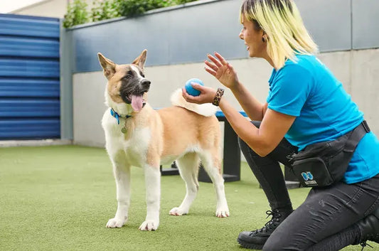Can Seniors Adopt Dogs? A Guide for Health-Conscious Owners