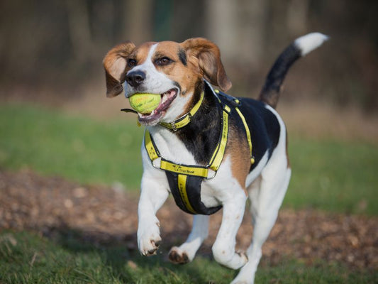 Seasonal Dog Collar Trends for Stylish Pet Owners