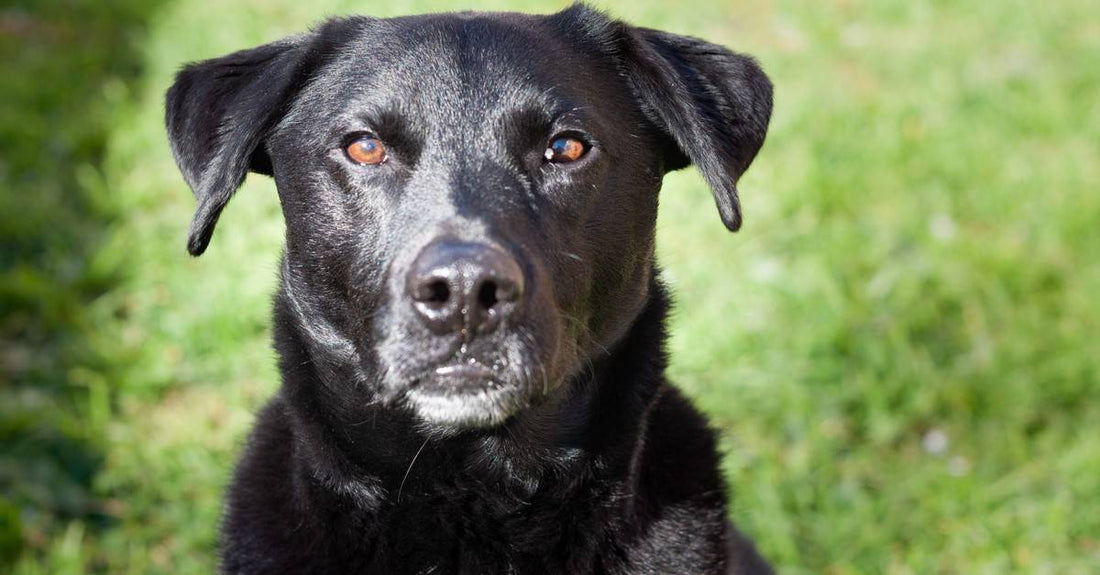 What Are Beauceron Dog Breed Characteristics and Care Tips?