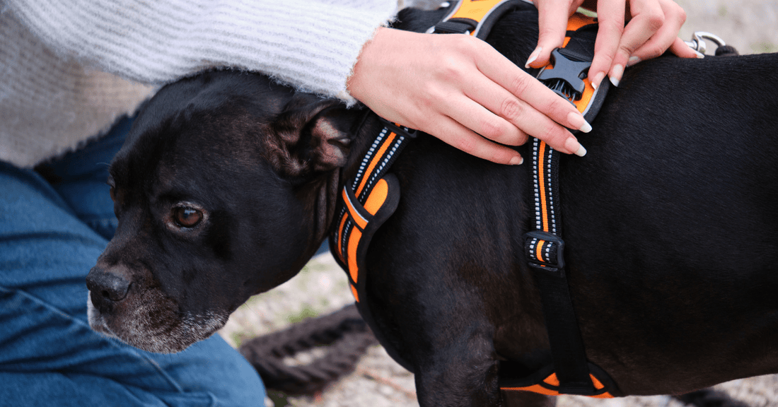 Collar vs Harness: Which is Better for Your Pet's Health?