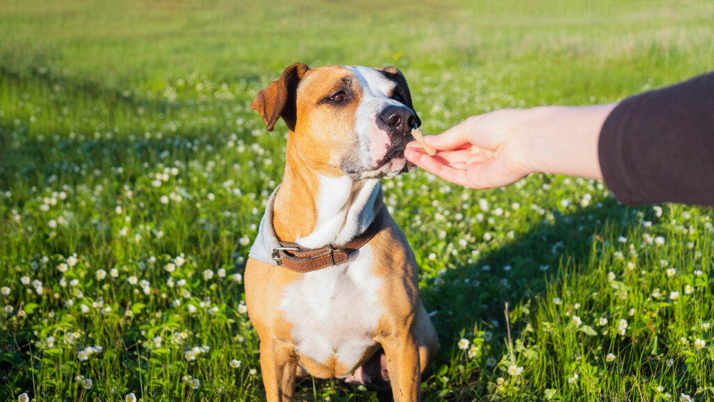 Understanding Dog Aggression Toward Other Animals