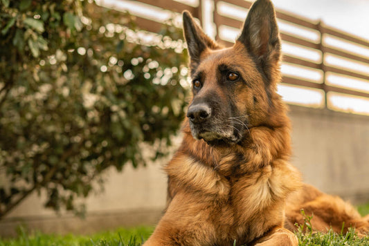 German Shepherd Playtime Ideas for Health-Conscious Owners