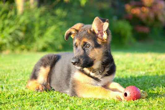 German Shepherd Puppy Potty Training for Pet Owners