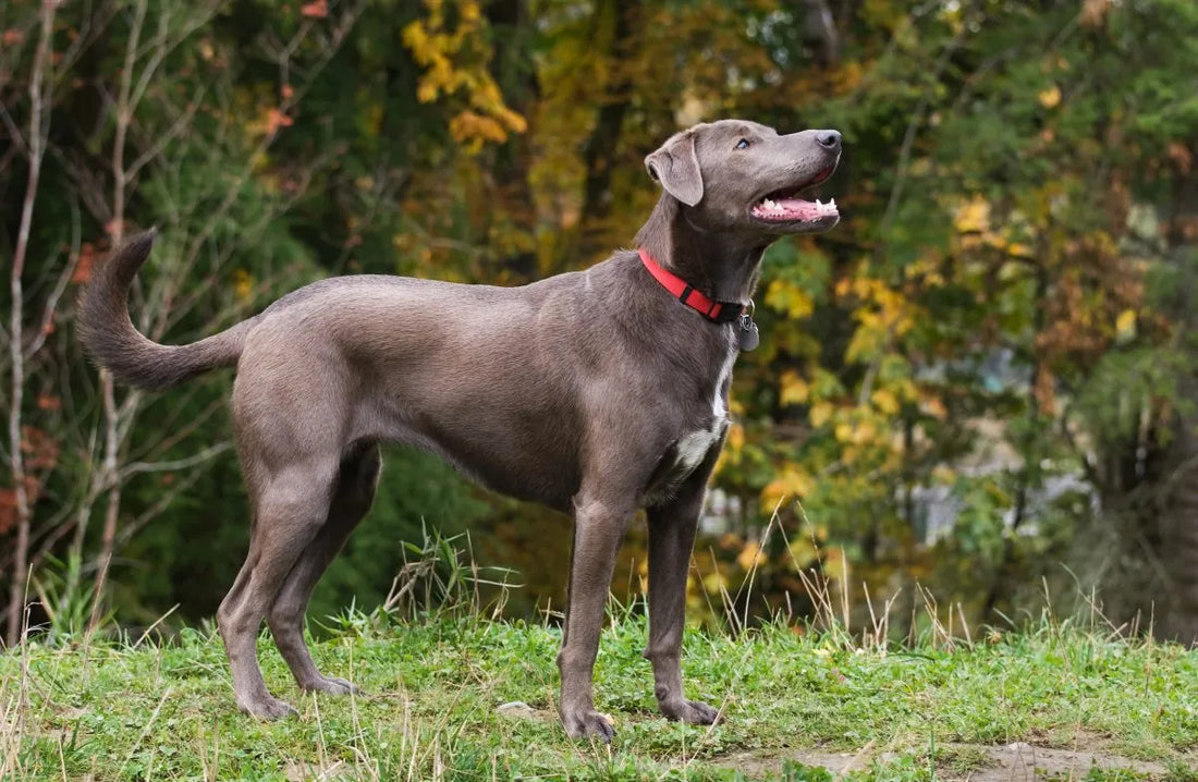 What You Should Know About American Leopard Hound Dog Breed Characteristics and Care