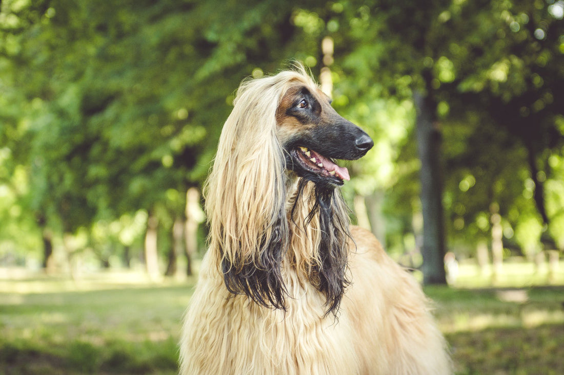What Makes Afghan Hound Dog Breed Characteristics and Care Unique?