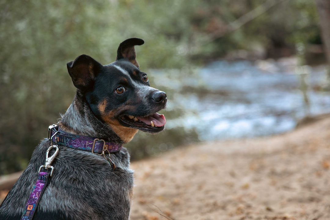 Exploring the Features of Heavy-Duty Dog Collars for Health-Conscious Pet Owners