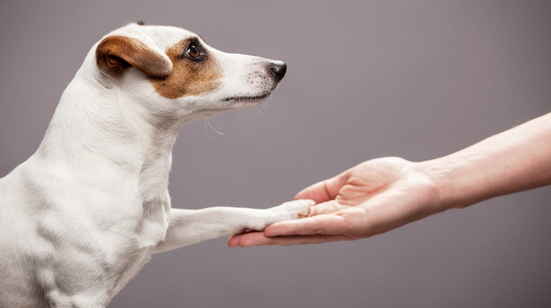 Dog Personality Types for Adoption: Choosing the Perfect Companion