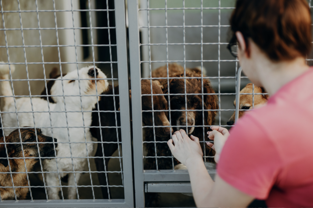 Dog Adoption During Lockdown: A Lifeline for Health-Conscious Pet Owners