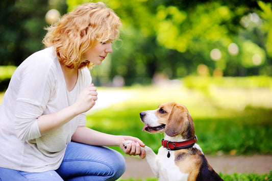 Dog Training Tips for Separation Anxiety: How to Help