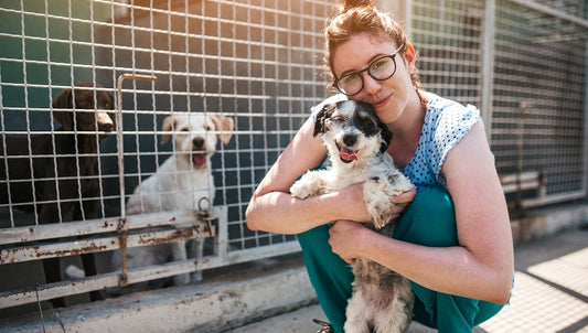 Successfully Introducing Your Adopted Dog to Your Current Pets