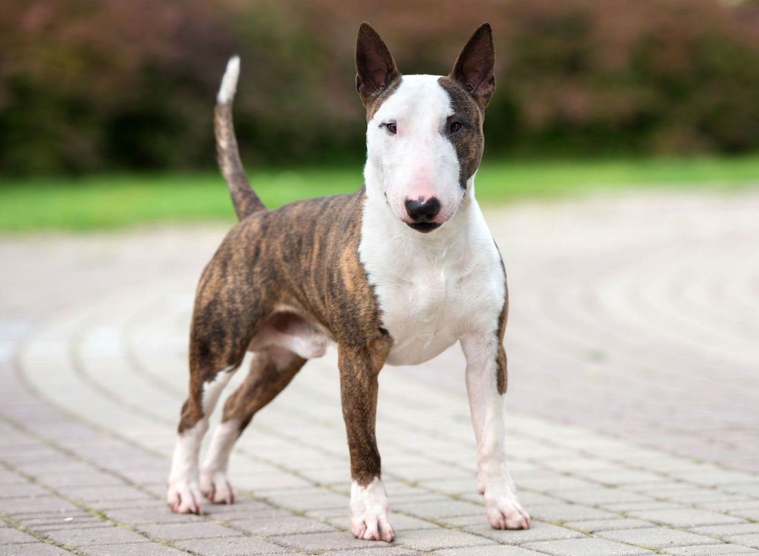 Bassugg Dog Breed Characteristics and Care: What You Must Know?