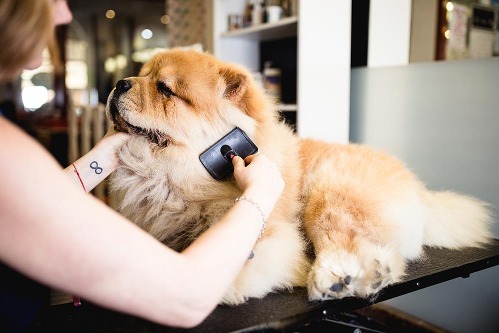 What Does It Mean When Your Dog is Shedding More Than Usual?