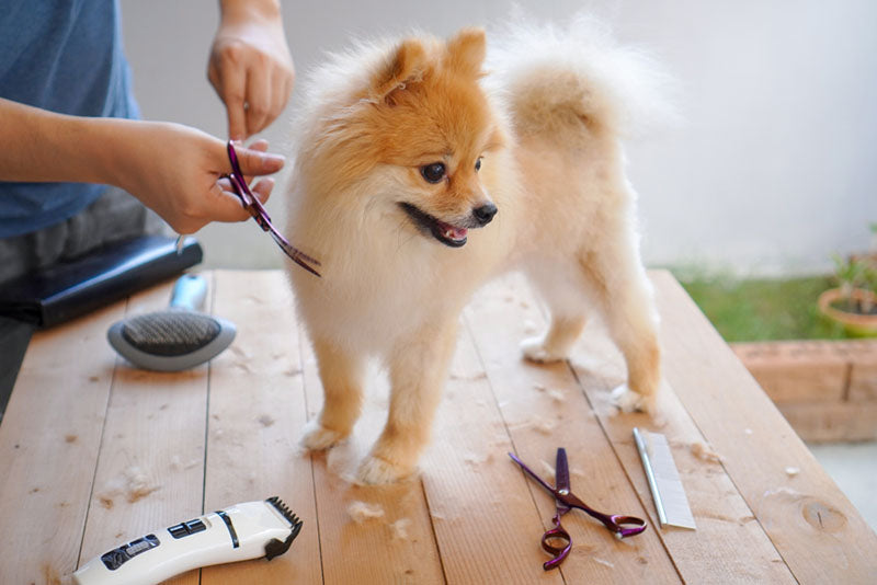 What Causes Dog Shedding and How to Manage It Smartly?