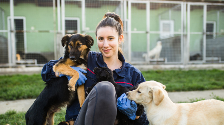 Dog Shelters Near Me: Finding the Right Fit for You
