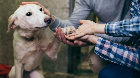 How to Welcome a Retired Service Dog into Your Home: A Compassionate Guide for Health-Conscious Pet Owners