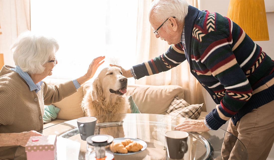 Bringing a Shelter Dog Home: A Health-Conscious Guide