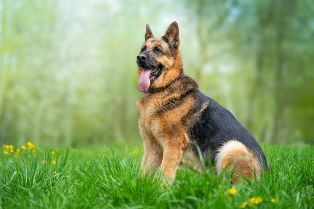 German Shepherd Agility Training: Boost Your Dogs Fitness