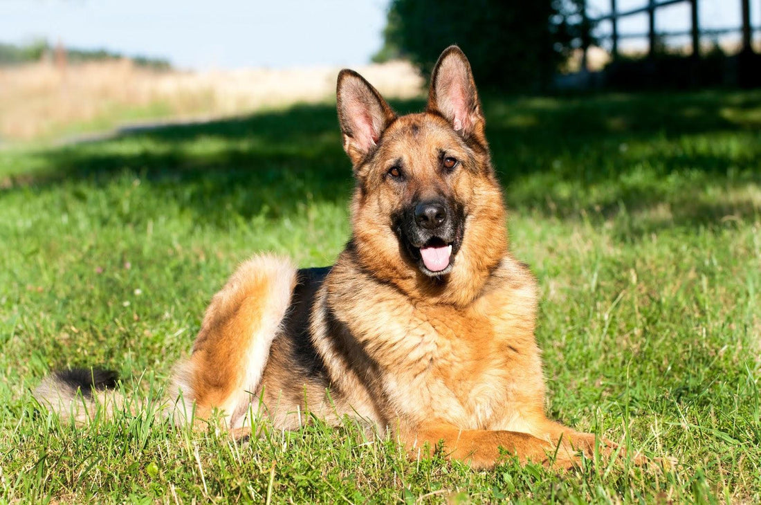 German Shepherd Fetch Training: Fun Ways and Tips