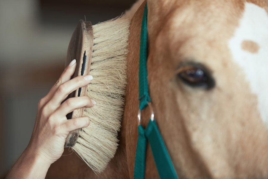 How Many Horse Breeds Are There in the World, Truly?