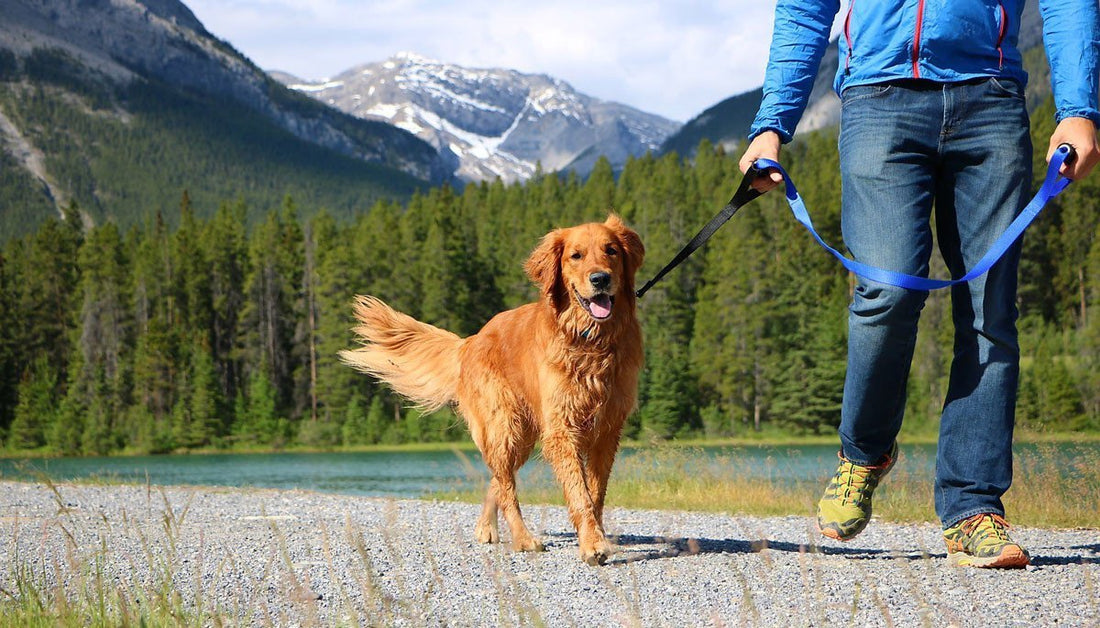 High-visibility collars for field dogs: A Must for Safety and Style