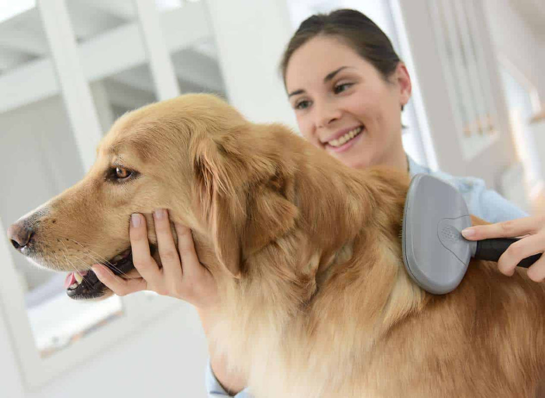 How to Live with a Shedding Dog Without Losing Your Mind?