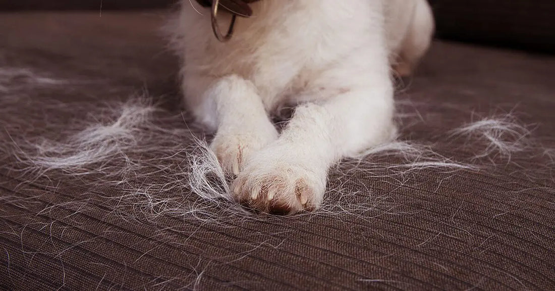 Why is My Old Dog Shedding So Much - Shocking Reasons Here