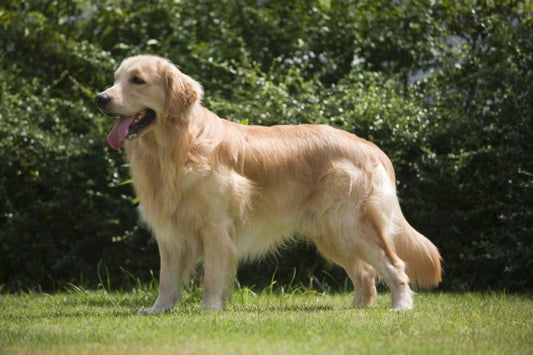 Golden Retriever Fetching Instinct Explained