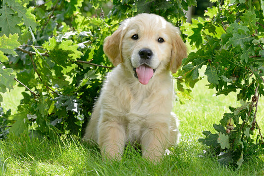 Common Golden Retriever Misconceptions Debunked