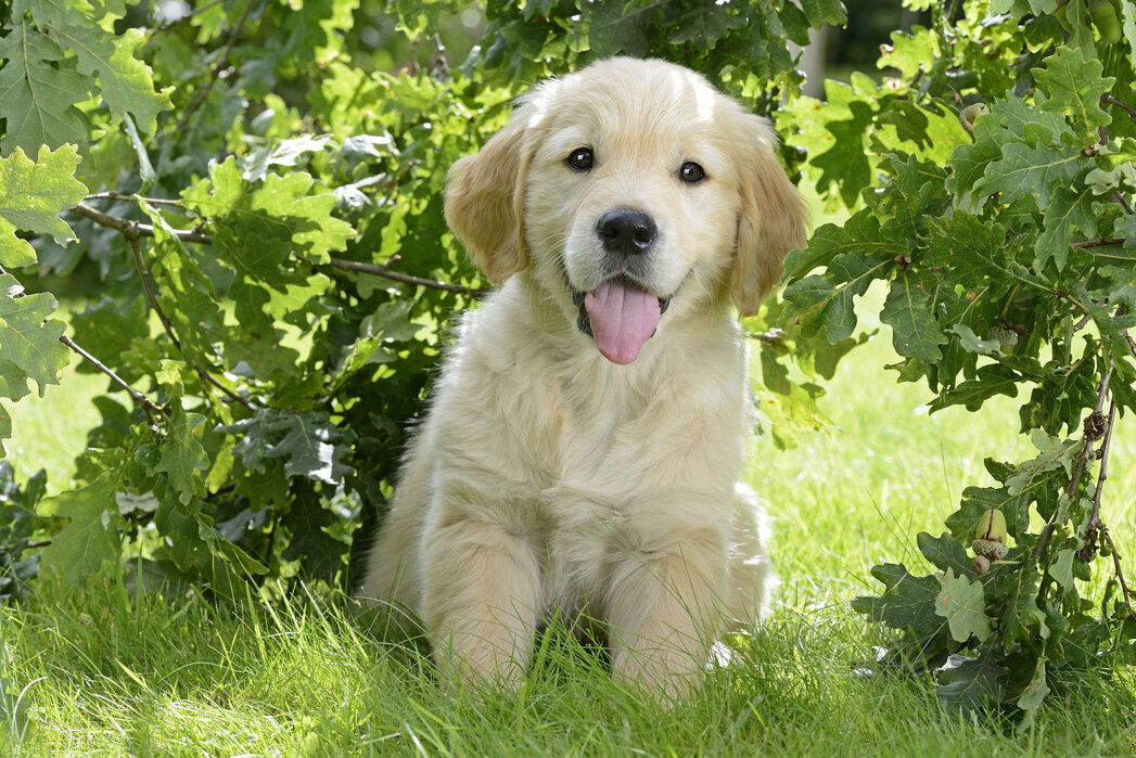 Understanding Golden Retriever Moods