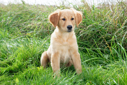 Golden Retriever and Kids: Safety & Bonding Guide