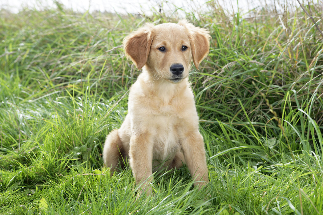 Golden Retriever Obedience Training Guide
