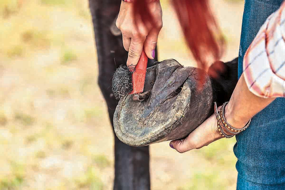 What Causes Hoof Abscess? Shocking Insights Revealed Here!