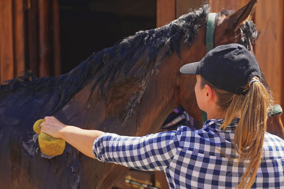 How to Plait Horse Mane with Ease and Style for Your Equine Friend?