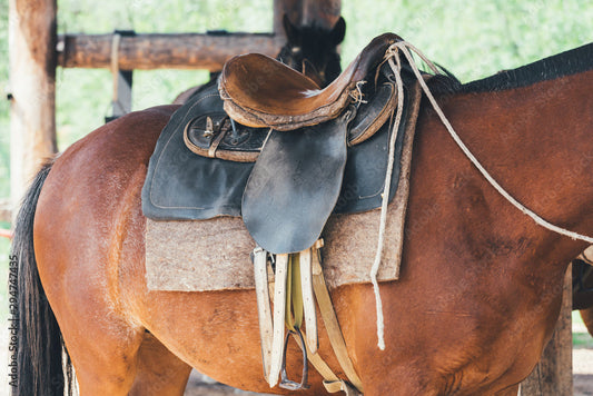 What is Saddle Anesthesia and How Does It Affect Pets?