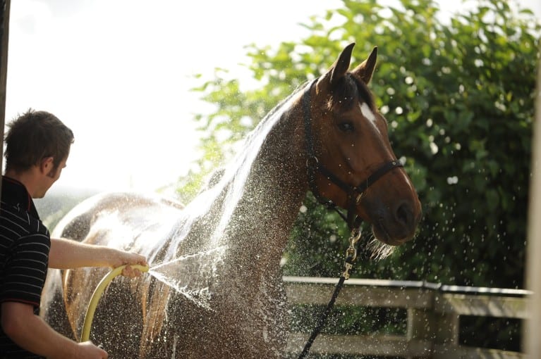 How to Dry a Horse After Bath: Secrets for a Smooth Coat?