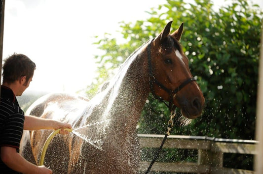 How to Dry a Horse After Bath: Secrets for a Smooth Coat?