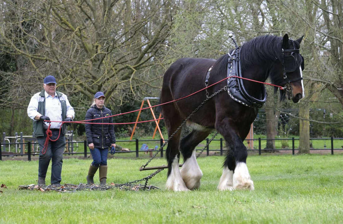 How Fast Can a Shire Horse Run? Fascinating Facts Revealed