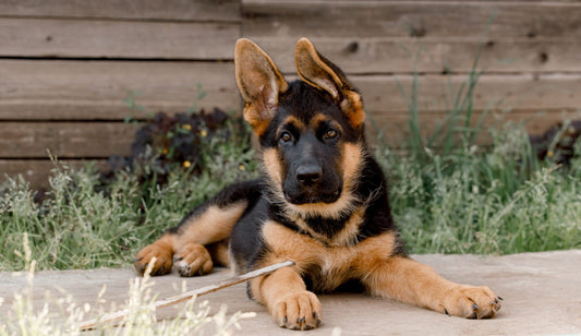 German Shepherd Grooming and Health Link: What You Need to Know