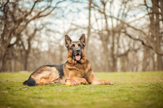 Understanding German Shepherd Puppy Exercise Limits for Optimal Health