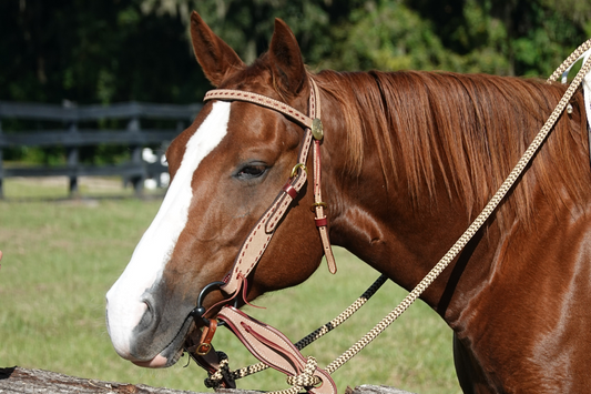 How to Hold Horse Reins: Simple Steps for Every Rider?