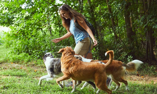 Dog Barking at Strangers: Understanding and Managing