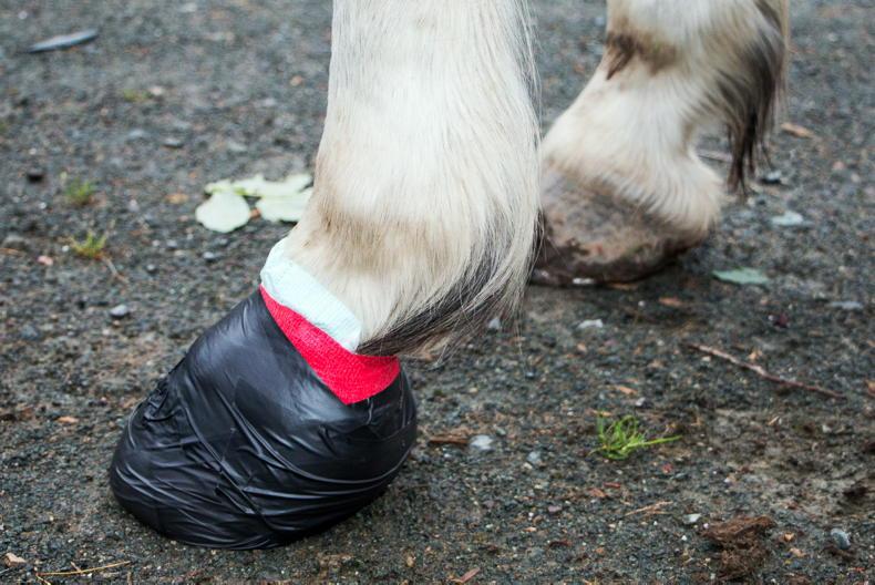 How Long Does an Abscess in a Horse's Hoof Take to Heal?