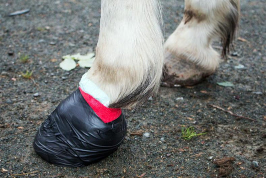 How Long Does an Abscess in a Horse's Hoof Take to Heal?