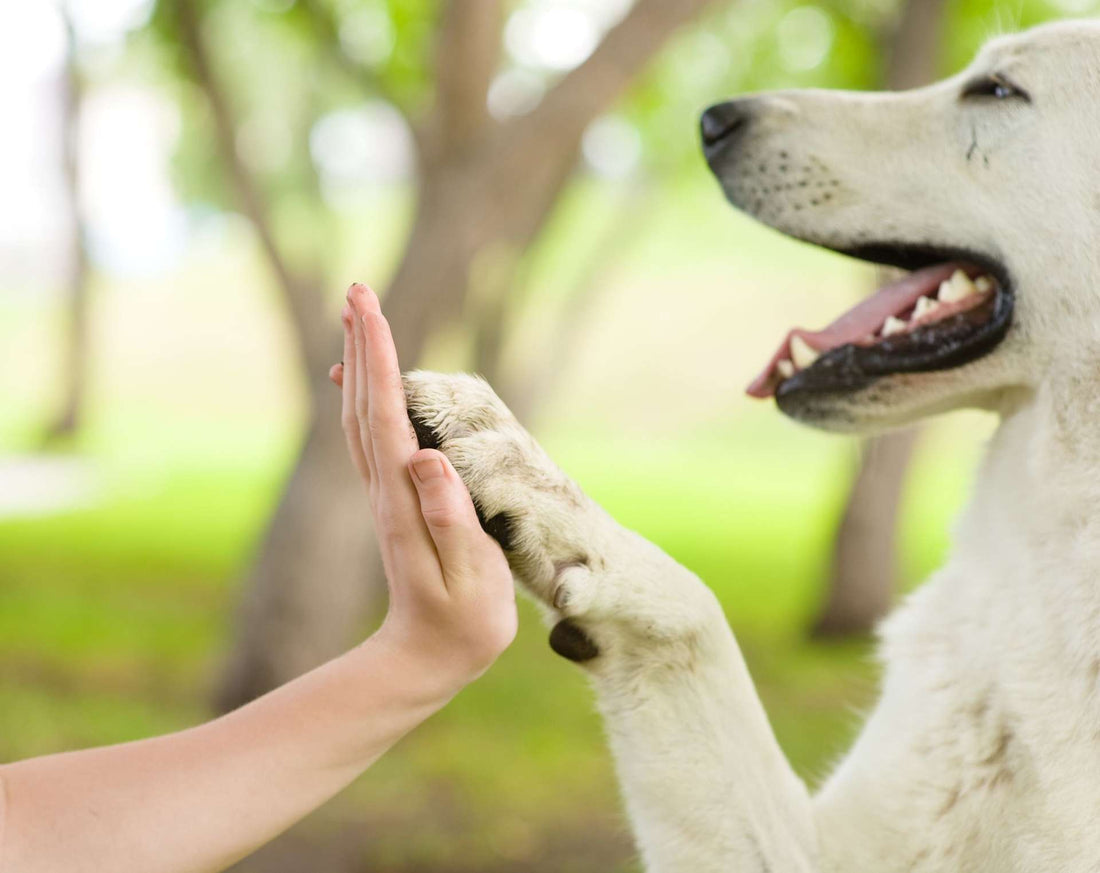 How to Make Dog Paw Balm at Home: A Healthier Option for Your Pup