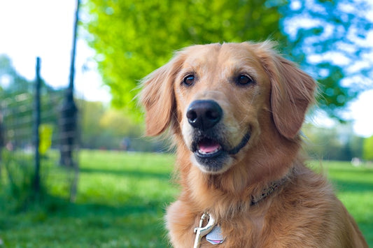 Golden Retriever Dominance Signs to Watch For