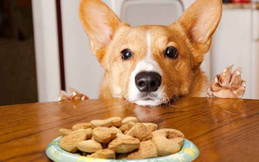 What Can I Feed My Dog Instead of Dog Food? Healthy Alternatives