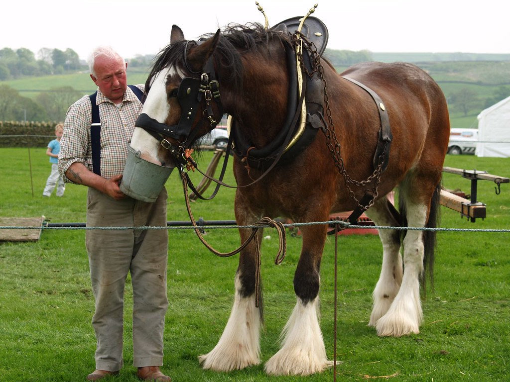 How Much Does a Shire Horse Cost and What Affects the Price?