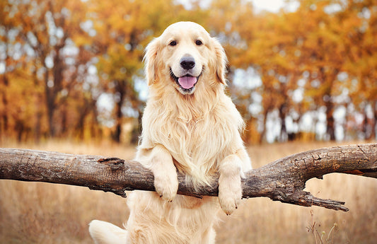 Golden Retriever Service Dog Traits Explained