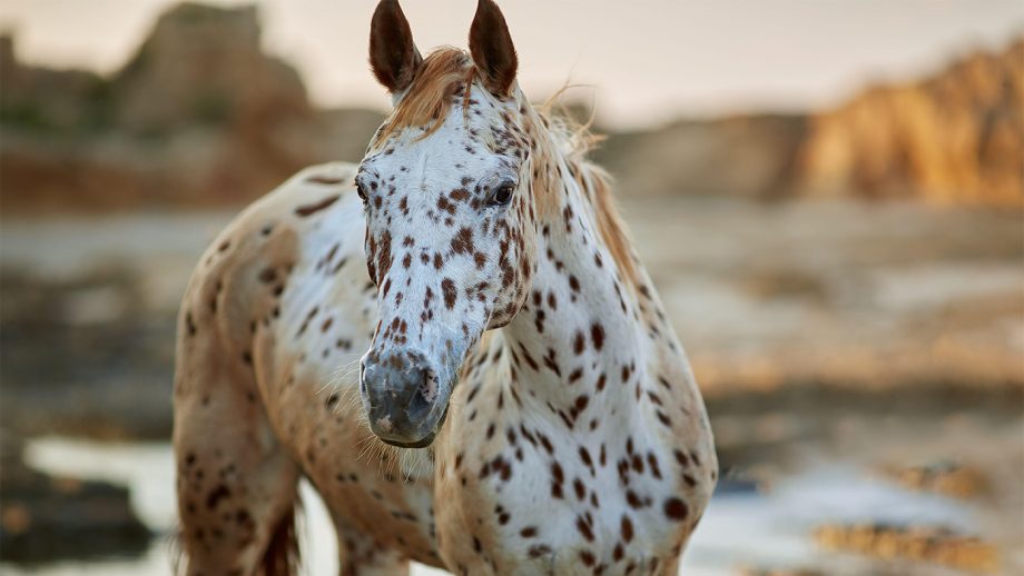 What Are Appaloosa Horses Known For? Unraveling Their Traits